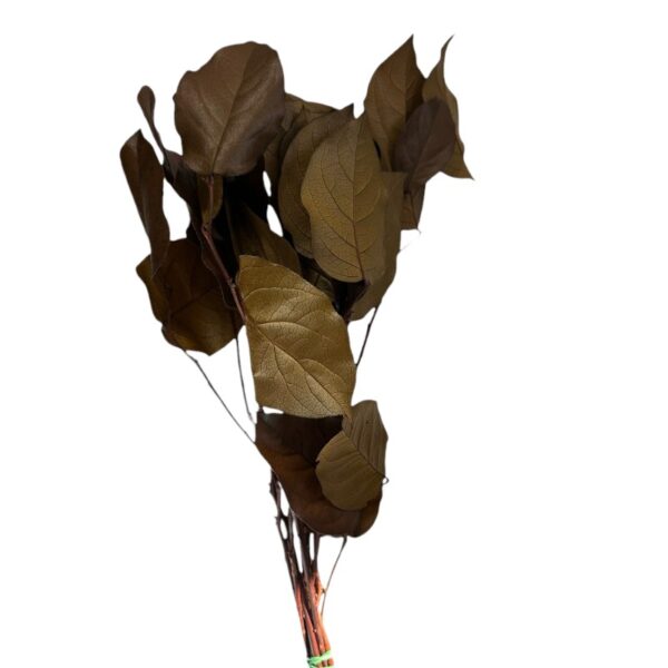 Preserved brown salal - Image 2