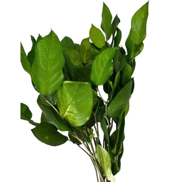 Preserved green salal