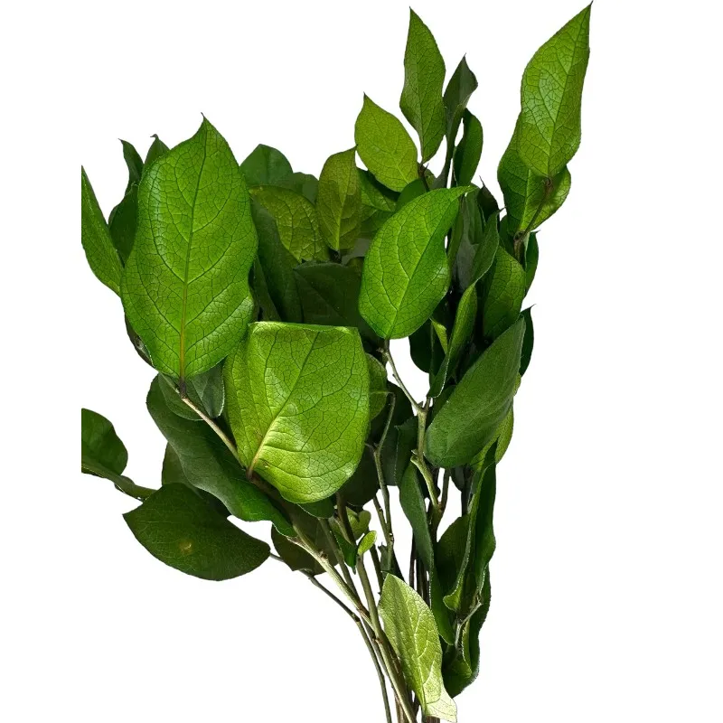 Preserved green salal