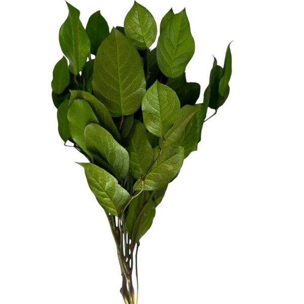 Preserved green salal - Image 2