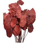 Preserved red Salal