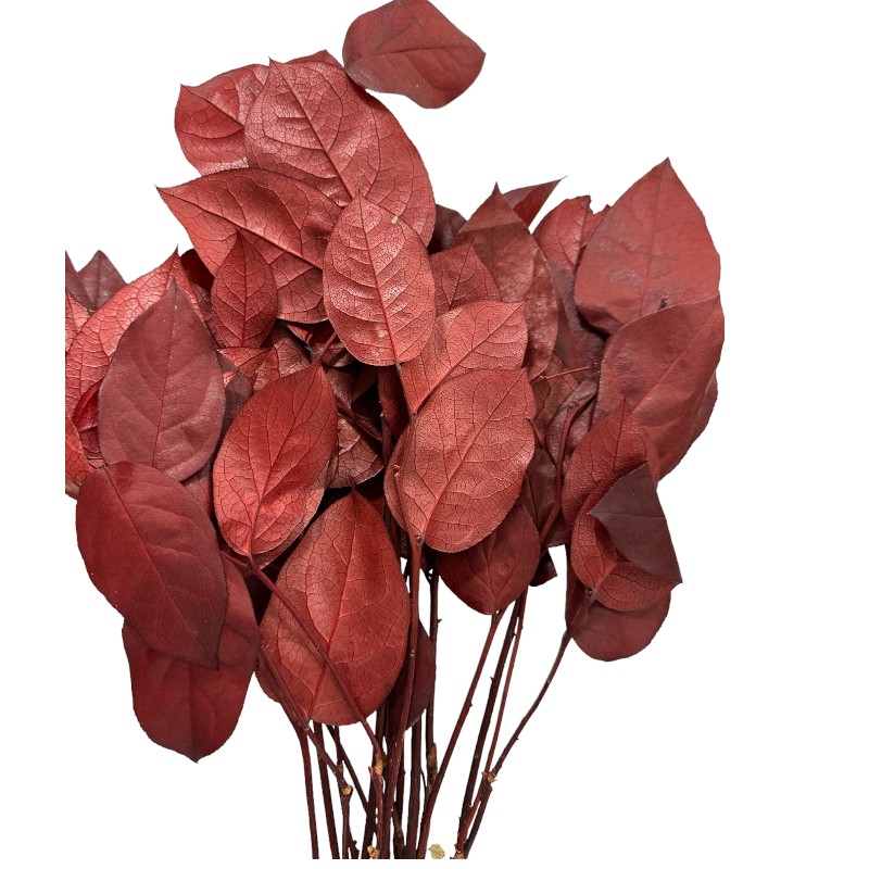 Preserved red Salal