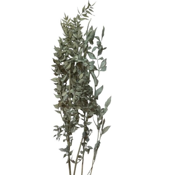 Dry ruscus light blue - Image 5
