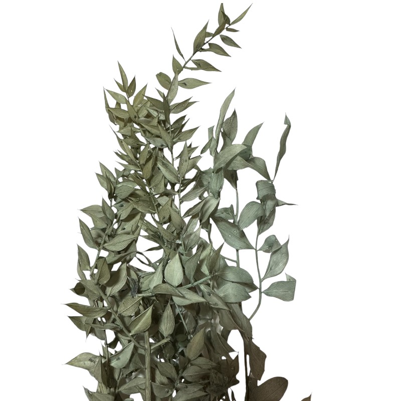 Dry ruscus light blue
