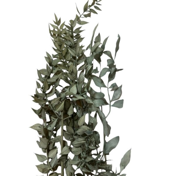 Dry ruscus light blue - Image 3