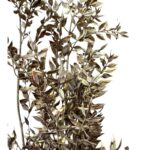 Dry ruscus misty red - Image 5