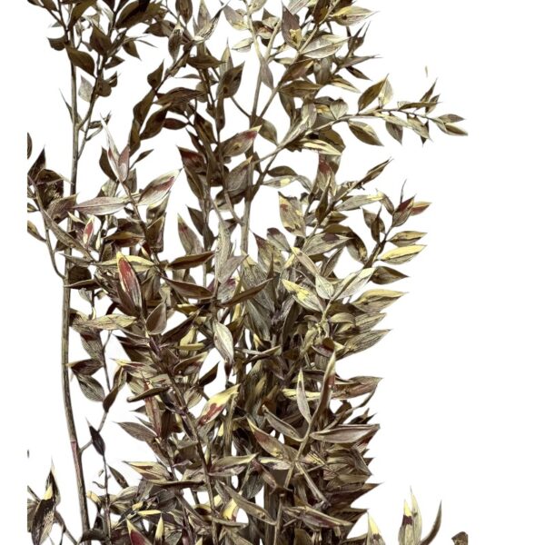Dry ruscus misty red - Image 5