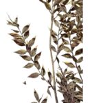 Dry ruscus misty red - Image 4