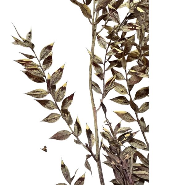 Dry ruscus misty red - Image 4