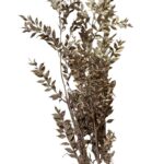 Dry ruscus misty red - Image 2