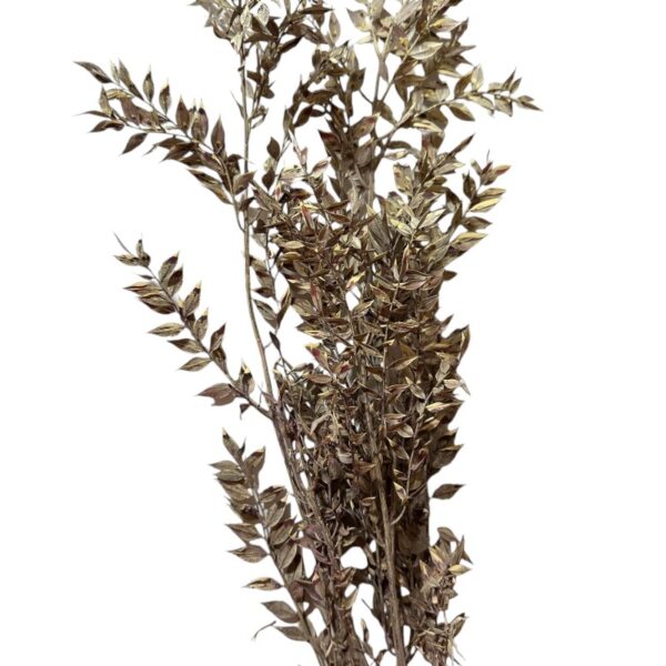 Dry ruscus misty red - Image 2
