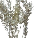 Dry ruscus white