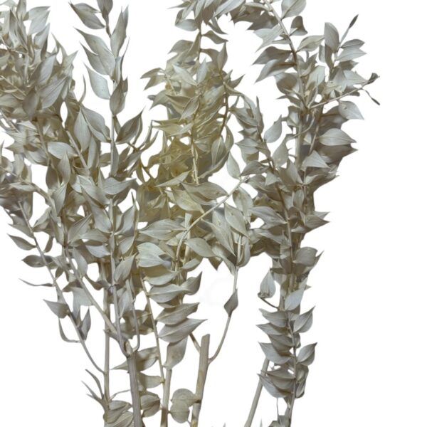 Dry ruscus white