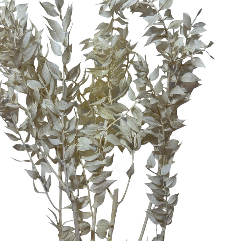 Dry ruscus white