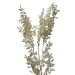 Dry ruscus white - Image 4