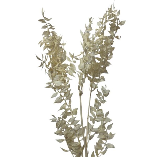 Dry ruscus white - Image 4