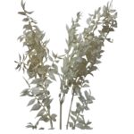 Dry ruscus white - Image 3
