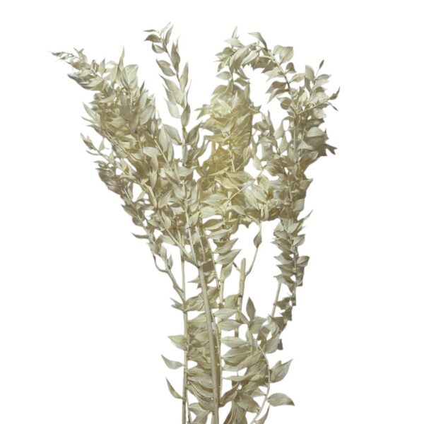 Dry ruscus white - Image 2