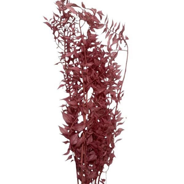 Dry ruscus old pink - Image 2