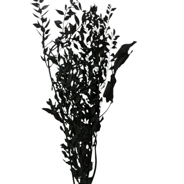 Dry ruscus black - Image 2