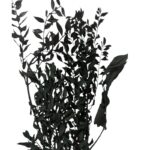 Dry ruscus black