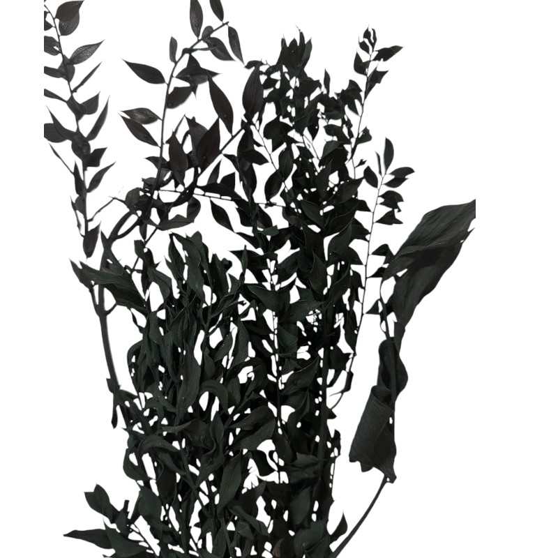 Dry ruscus black