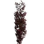 Dry ruscus wine color - Image 2
