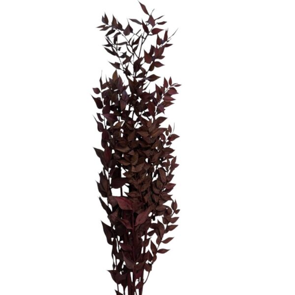 Dry ruscus wine color - Image 2