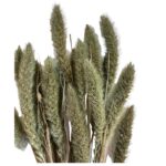 Dry minty green Setaria