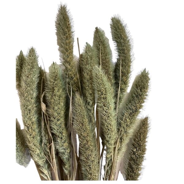 Dry minty green Setaria