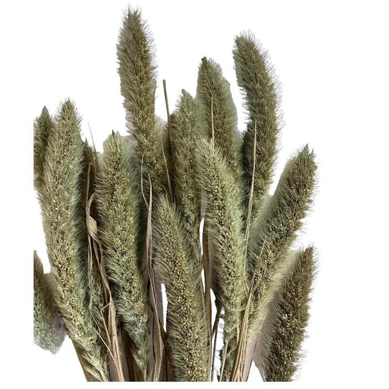 Dry minty green Setaria