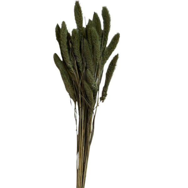 Dry minty green Setaria - Image 2