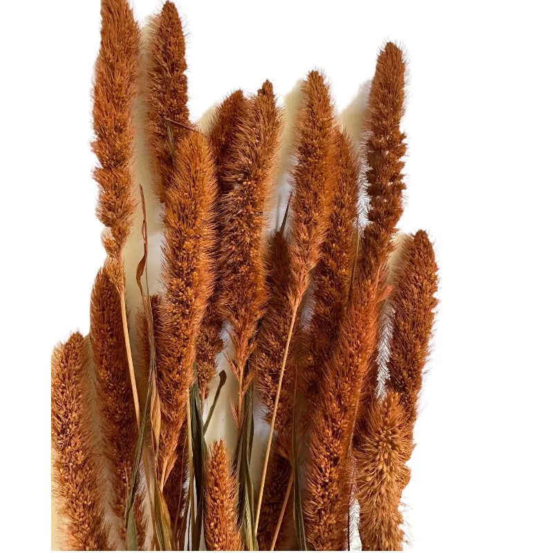 Dry brown Setaria