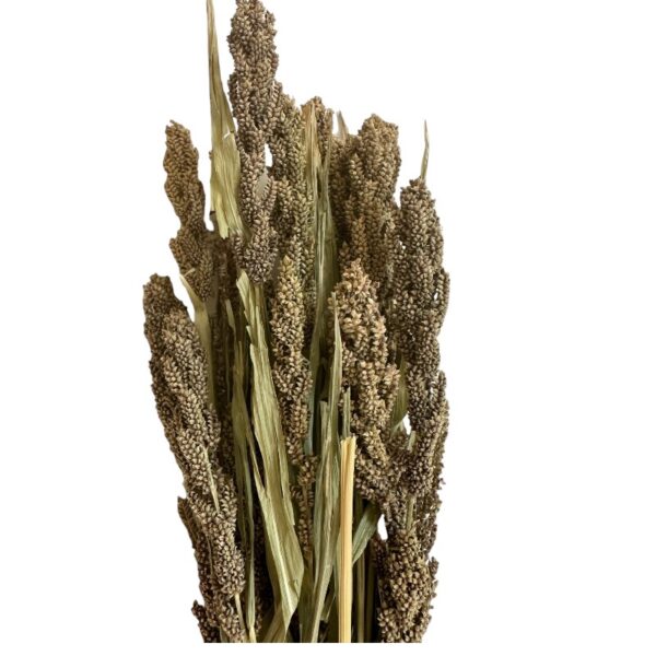 Dry Setaria Itálica - Image 4