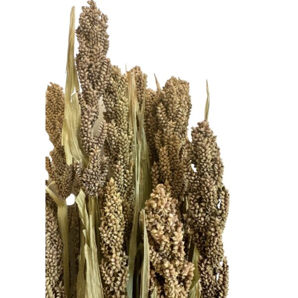 Dry Setaria Itálica