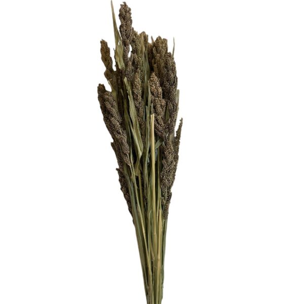 Dry Setaria Itálica - Image 2