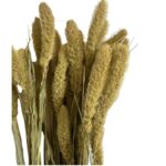 Dry light green Setaria
