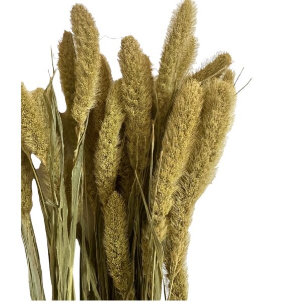 Dry light green Setaria