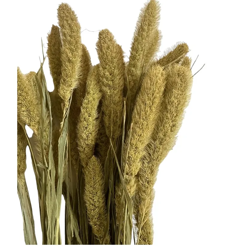 Dry light green Setaria