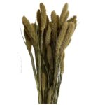 Dry light green Setaria - Image 2