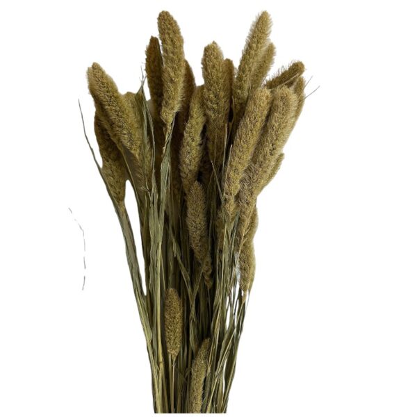 Dry light green Setaria - Image 2