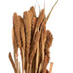 Dry salmon color Setaria