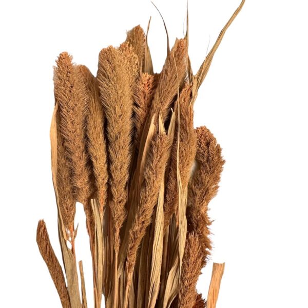 Dry salmon color Setaria
