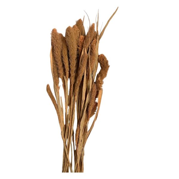 Dry salmon color Setaria - Image 2