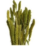 Dry green pistachio Setaria