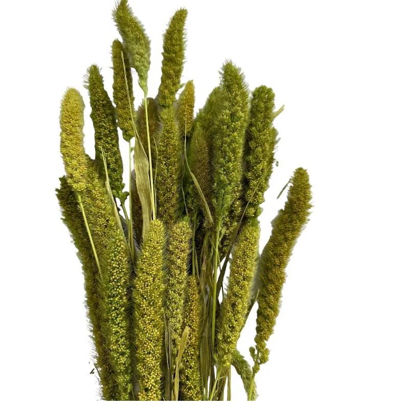 Dry green pistachio Setaria