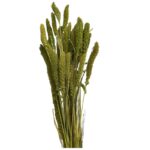 Dry green pistachio Setaria - Image 2
