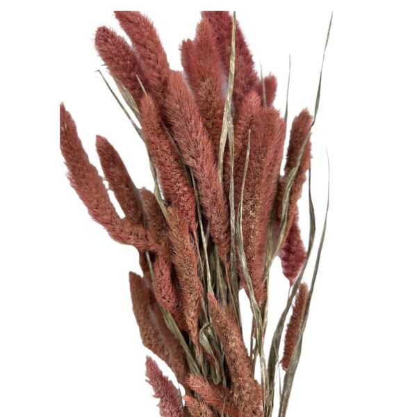 Dry dark pink Setaria - Image 4