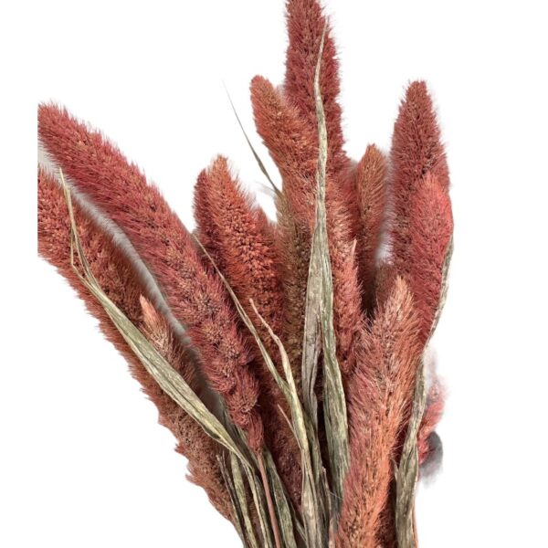 Dry dark pink Setaria
