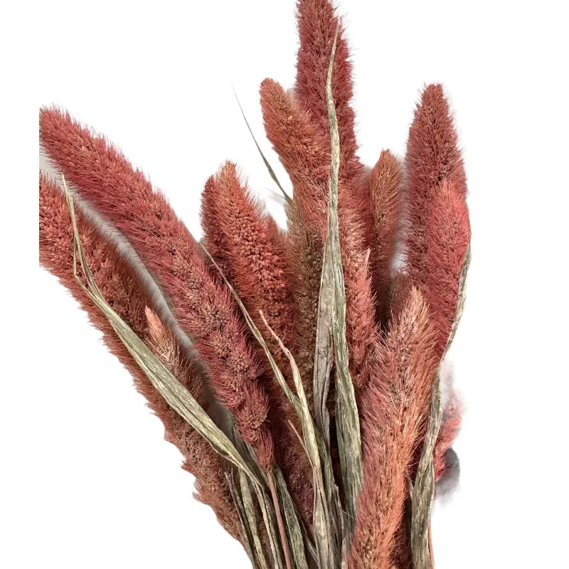 Dry dark pink Setaria